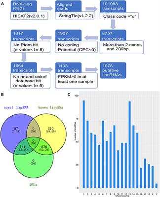 Transcriptome Analysis Suggests the Roles of Long Intergenic Non-coding RNAs in the Growth Performance of Weaned Piglets